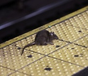 300년 이어온 쥐문제 해결할까...뉴욕서 쥐잡이 전문공무원 채용 공고 내
