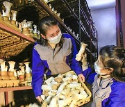 북한 "기술역량을 부단히 강화해 버섯 생산 전망 좋아"