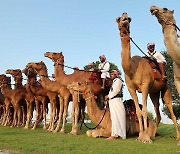 [헤이!월드] 카타르 월드컵 흥행은 좋은데…등골 휘는 낙타들 外