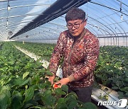 "딸기농사 접어야 할 판"…천정부지 치솟는 등유값에 농가 시름