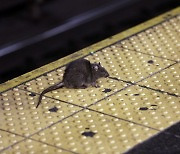 [뉴욕다이어리]쥐떼와의 전쟁…연봉 2억원 '쥐 퇴치 전문가' 찾아요