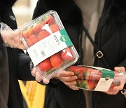 농식품부 “12월 딸기값, 작년보다 저렴… 공급량 늘어”