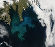두꺼운 남극 해빙 밑 ‘녹색 미생물 숲’…축복일까, 위기일까
