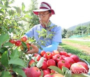 경북도, 중소형 사과로 해외수출 길 뚫는다