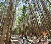 장성 홍길동 우드랜드 편백림, '치유의 숲'으로 재탄생한다