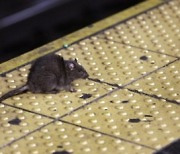 "연봉 2억, 쥐 잡아줄 '킬러' 구합니다"…뉴욕시, 쥐떼와의 전쟁 선포