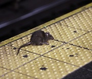 "쥐 잡는 업무입니다" 뉴욕시, 연봉 2억에 고위직 채용 공고