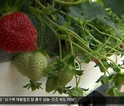 [여기는 안동] 신기술 동원한 고품질 봉화 딸기 본격 출하