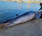 강원 양양 해상서 그물에 걸려 죽은 ‘밍크고래’ 발견···불법 포획 흔적 없어