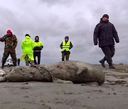 [포토] 러 해안에 밀려온 바다표범 2500마리 사체