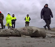 ‘사인 오리무중’ 바다표범 떼죽음…러시아서 2500마리 사체 밀려와