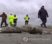 Russia Dead Seals