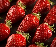 겨울에 꼭 먹는 딸기, ‘의외의’ 건강 효과