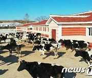 개건현대화 완료한 북한 대안젖소목장…"육아 정책 꽃펴"