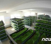 북한 남포시의 젖소목장…"개건현대화로 젖제품 더 공급"