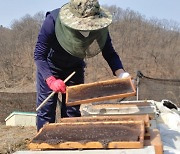 기생충 탓에 지난 겨울 폐사한 꿀벌 80억 마리…월동 꿀벌 피해 대책반 구성