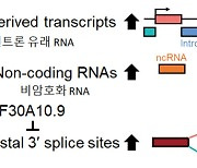 KAIST, 생체 노화 정도 측정할 수 있는 새로운 RNA 지표 발견
