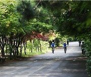 인천 ‘가로수 길’ 어디가 최고?…남동구 소래로에 오세요