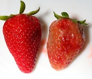비싸게 샀는데 금방 ‘물러진 딸기’, 먹으면 안된다?