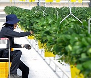 [기고] 스마트팜, 혁신밸리에서 꽃피우다