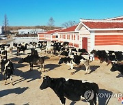 북한, 남포시 '대안 젖소목장' 준공