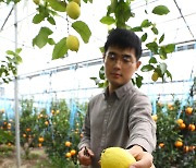 국내 개발 레몬 '제라몬 수확