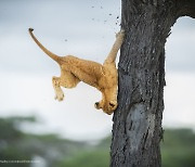 [사이언스샷] 나무에서 쩔쩔매는 사자, 둥지에 얼굴 낀 올빼미…웃음을 주는 야생동물들