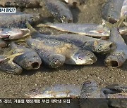 고성 송지호서 물고기 떼죽음…산소 부족 탓?