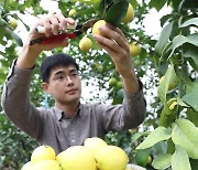 국립원예특작과학원이 개발한 레몬 품종인 '제라몬' 수확