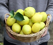 국립원예특작과학원이 개발한 레몬 '제라몬'