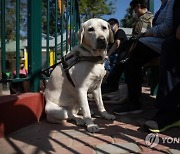 CHINA HONG KONG GUIDE DOG TRAINING SCHOOL