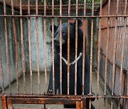 ‘곰 탈출 반복’ 농장 인명피해…정부·국회 안이함이 낳은 비극
