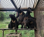 환경부 “곰 사육 안전관리 전수조사”…60대 부부 인명피해 여파