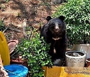 울산 사육곰 탈출은 불법이 낳은 비극… "특별법 통과 촉구"