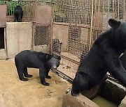 대책 없는 불법 곰 사육…부랴부랴 전수조사