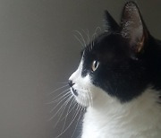 美 FDA, 고양이 당뇨병 먹는 약 승인…"동물용 최초"