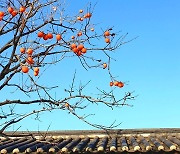[포토친구] 낙선재 마당의 감나무