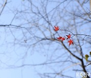 [포토친구] 겨울나무