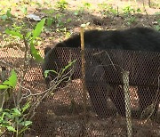주인 덮친 곰 이번이 3번째 탈출..."야생동물 관리제도 개선 시급"