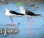 [영상+] "우아함의 끝판왕" 옥연지 장다리물떼새