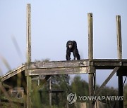 epaselect USA FLORIDA CHIMPANZEES SANCTUARY