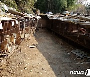 광주 개 농장 폐쇄로 39마리 안락사 위기…"입양 관심가져달라"