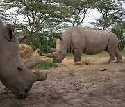 [사이언스샷] 멸종위기 코뿔소, 피부세포로 번식시킨다