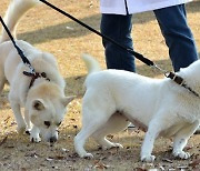 文 반환한 풍산개, 광주 우치동물원서 새 삶