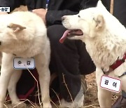 풍산개 ‘곰이·송강’…광주에 새 보금자리