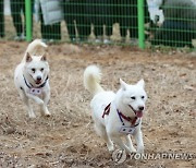 풍산개 '곰이'·'송강', 광주 우치동물원 안착…야외 활동때 일반에 공개