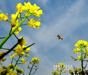 꿀벌에 이어 야생 벌도 ‘실종’?···기후변화 심해지면 야생 벌 북상