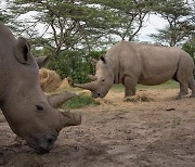 모녀 두 마리만 남은 북부흰코뿔소 멸종 문턱서 실낱 희망