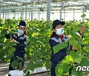 올해 채소 생산계획 완수한 북한 중평온실농장