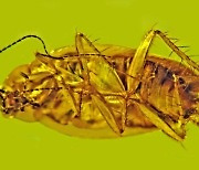 3천만년 전 바퀴벌레, 호박 속에 갇혀…”정자 세포도 있다”